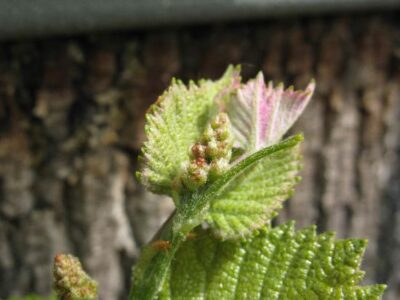 Grapes flowering